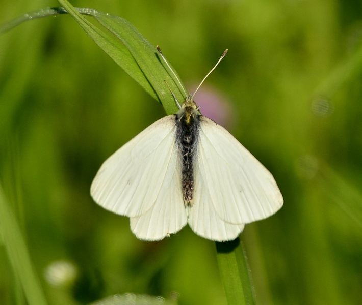 Pieris